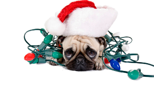 holiday light recycling puppy.bmp